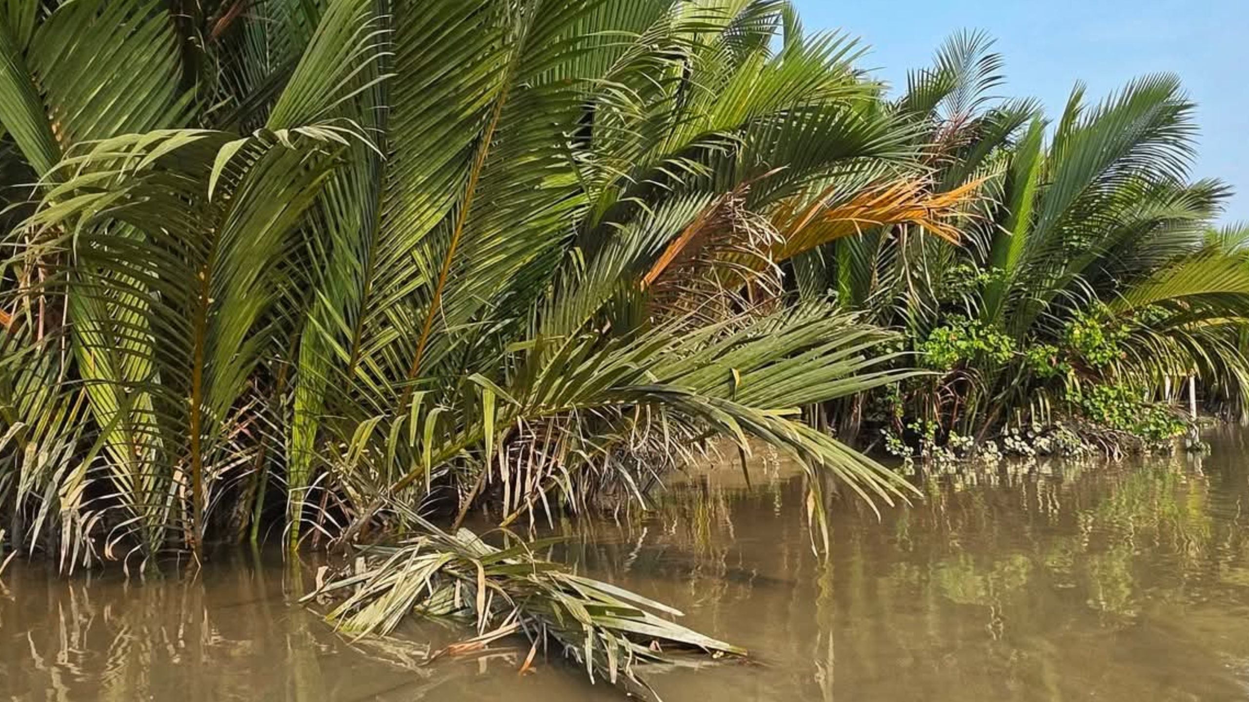 ‘বিধি নিষেধের সুন্দরবন’
