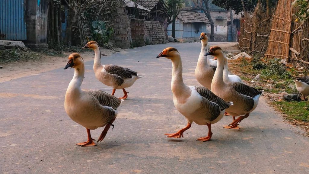 ‘গাঁয়ের পথের বাঁকে’