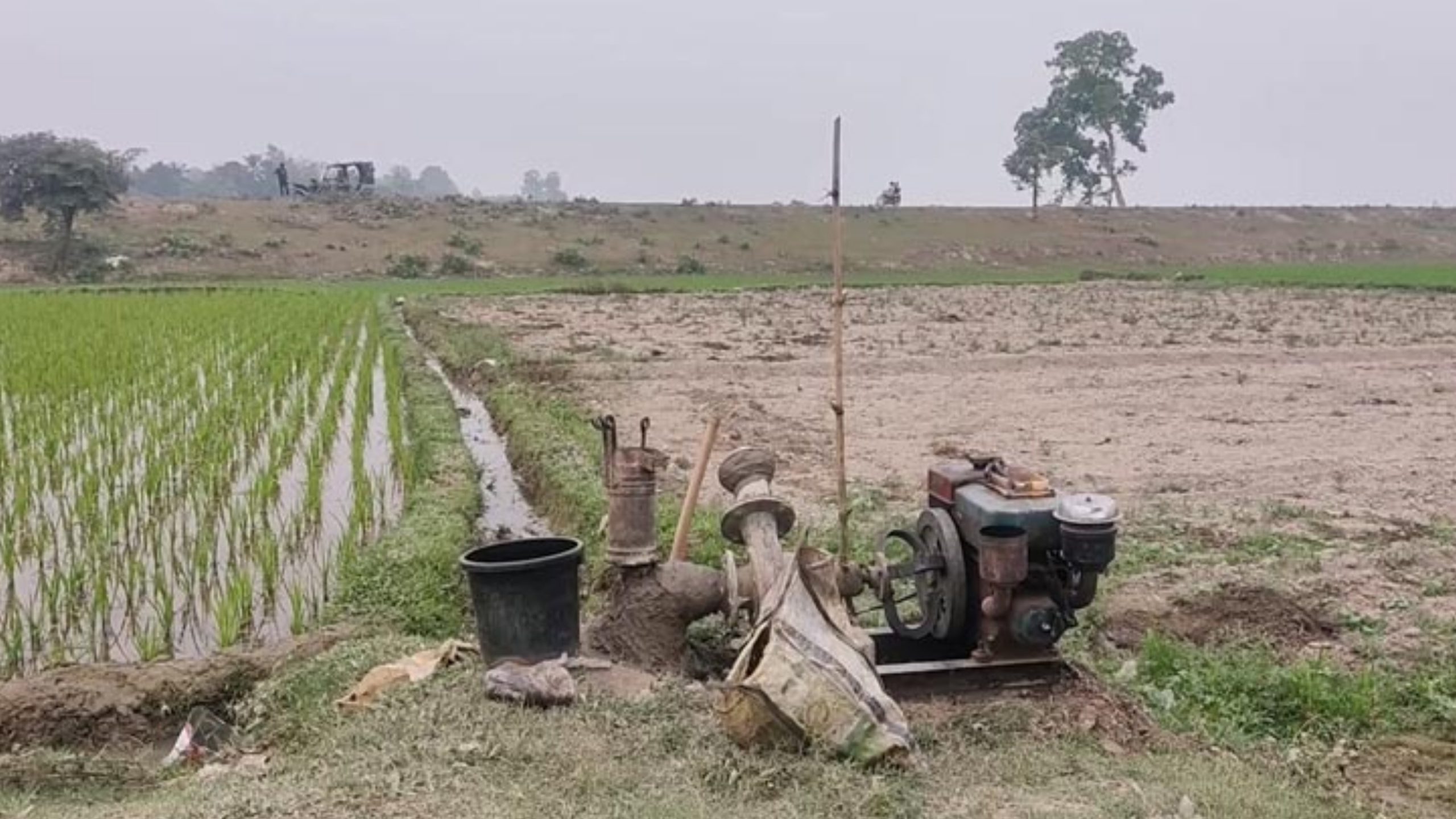 ফরিদপুরে তেল সংকটে চাষাবাদে চরম ভোগান্তি, সেচ বন্ধের শঙ্কায় ধান-পাট উৎপাদন