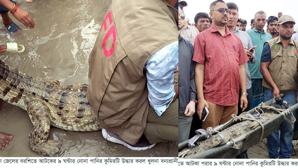 ফরিদপুরের পদ্মার সেই কুমির ৯ ঘণ্টা পর উদ্ধার, ফিরবে নোনা পানিতে