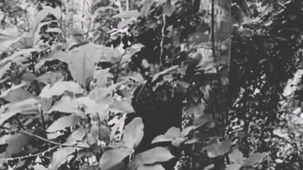 ফরিদপুরে বাগানের গাছে ঝুলছিল বৃদ্ধের লাশ