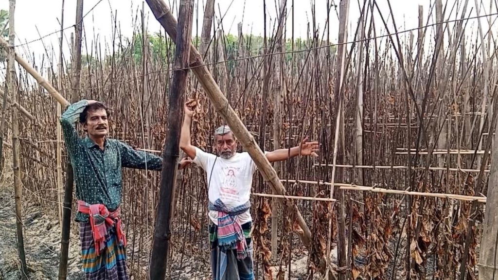 ফরিদপুরে লিজের জমি না ছাড়ায় পানের বরজে আগুন, কোটি টাকার ক্ষতি