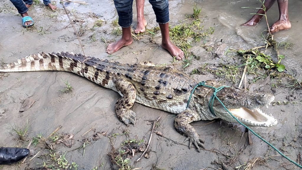ফরিদপুরের পদ্মায় জেলের বরশিতে ধরা পড়ল কুমির