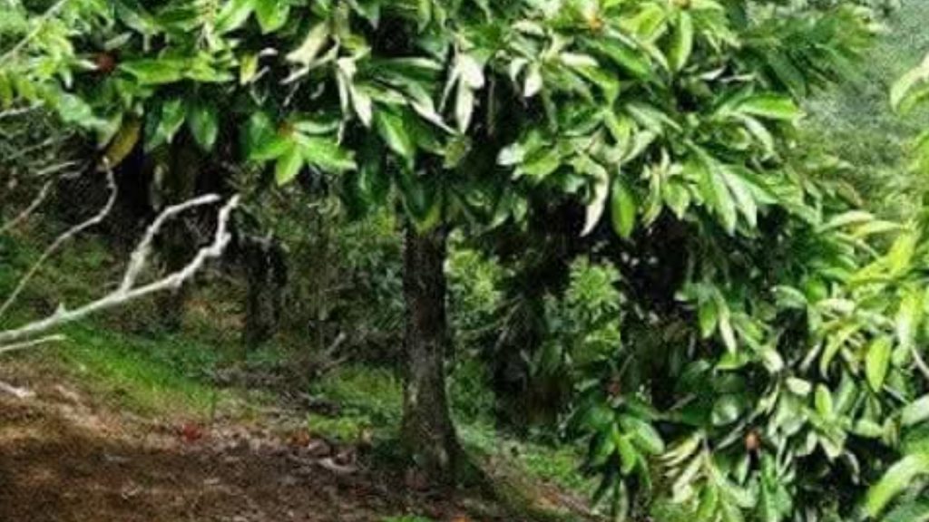 সদরপুরে গাব গাছে ঝুলছিল গৃহবধূর ঝুলন্ত মরদেহ