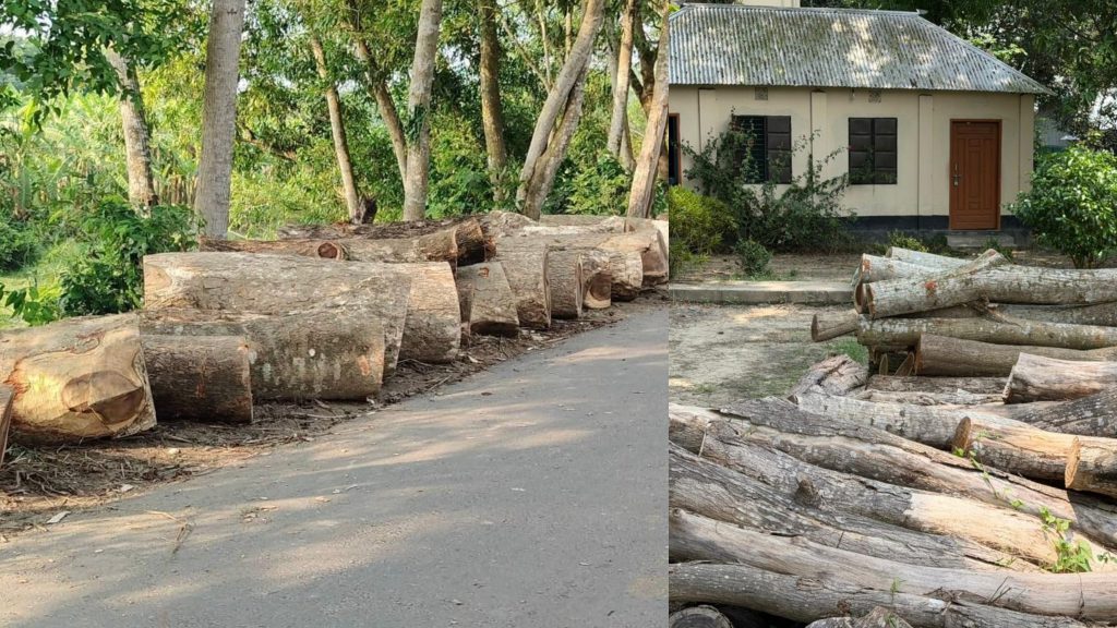 ফরিদপুরে খাল পুনঃখনন দেখিয়ে বন বিভাগের দুই শতাধিক গাছ কাটার অভিযোগ