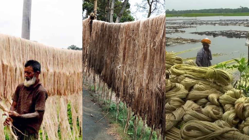 সালথায় পাটকল স্থাপনের জোর দাবি, বদলে যেতে পারে অর্থনীতির চিত্র