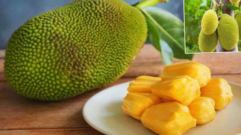 এত ফল থাকতে ‘কাঁঠালই’ কেন বাংলাদেশের জাতীয় ফল?