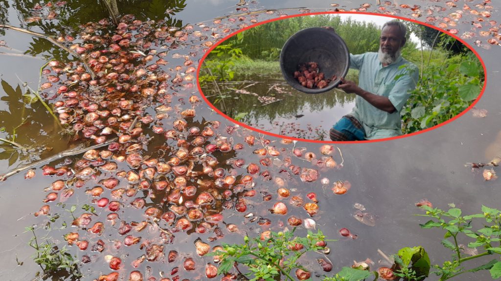 ফরিদপুরের সালথায় পেঁয়াজের ন্যায্যমূল্য না পেয়ে ক্ষোভে পানিতে ফেলে দিচ্ছেন কৃষক