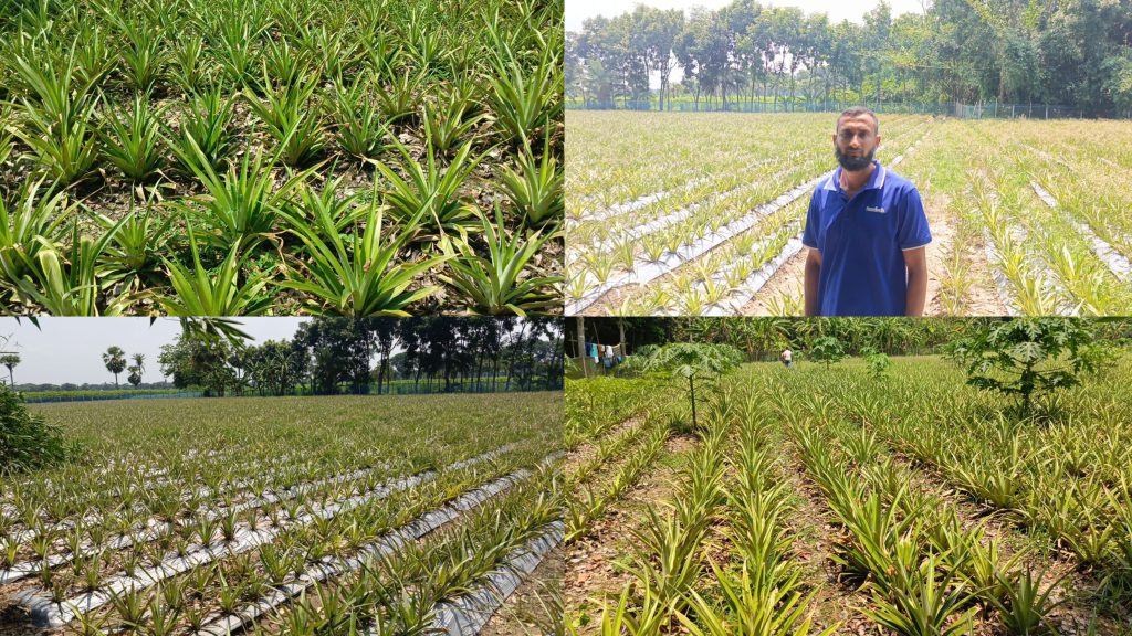 ফরিদপুরে প্রথম বাণিজ্যিকভাবে আনারস চাষ, বদলে যেতে পারে কৃষির চিত্র