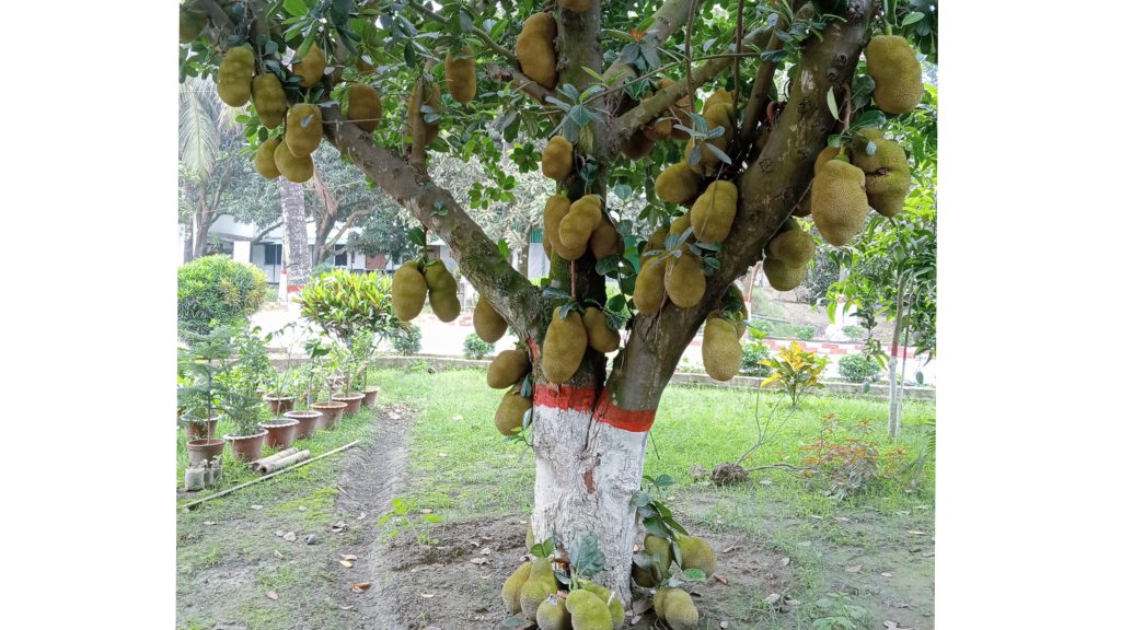 ফরিদপুরে কাঁঠাল গাছের নিচে আশ্রয় নিতে গিয়ে বজ্রপাতে কিশোরের মৃত্যু