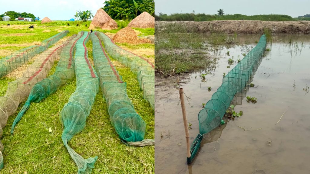 ফরিদপুরের নদী-খালজুড়ে ‘চায়না দুয়ারি’, নিশ্চিহ্নের পথে দেশীয় মাছ