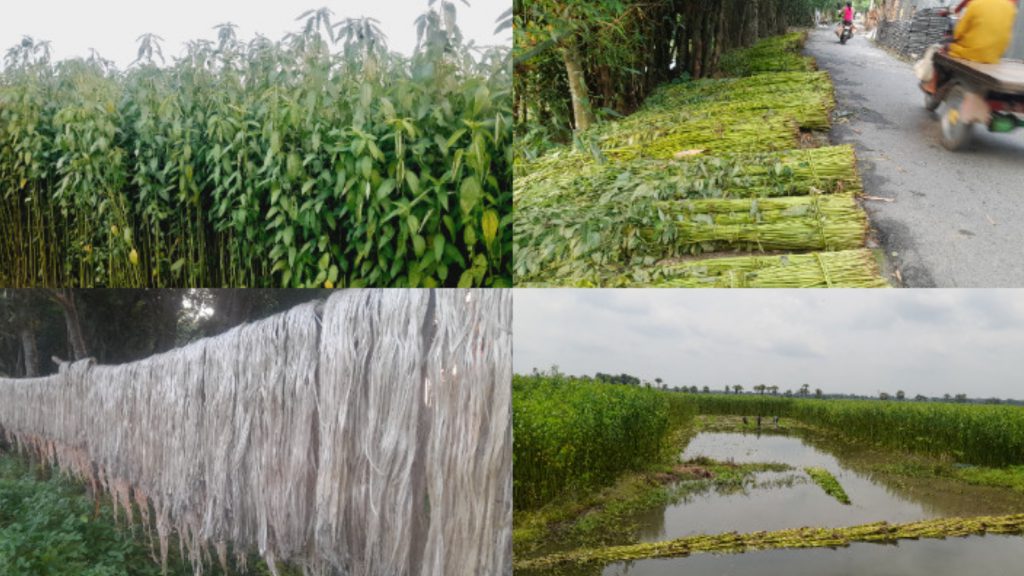 ফরিদপুরে লক্ষ্যমাত্রা ছাড়িয়ে পাটের আবাদ, খরচ-শ্রমিক সংকটে হাসি নেই কৃষকের