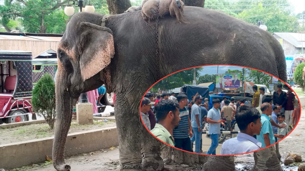 সদরপুরে সড়কে হাতি নিয়ে চাঁদাবাজি, এড়াতে গিয়ে প্রাণ গেল ১০ মাসের শিশুর