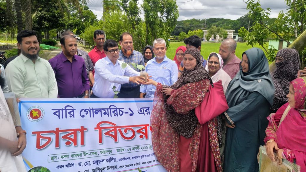 ফরিদপুরে মশলা চাষে আধুনিক প্রযুক্তির প্রশিক্ষণ, কৃষকদের মাঝে গোলমরিচের চারা বিতরণ