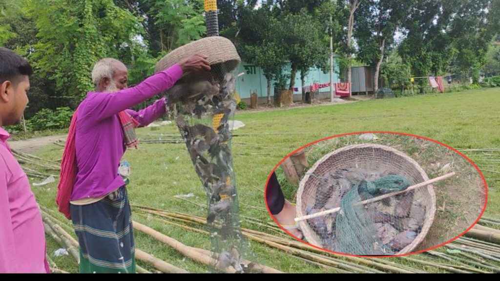 ফরিদপুরে সাংবাদিকের হস্তক্ষেপে রক্ষা পেল অর্ধশতাধিক ঘুঘু, উড়ল মুক্ত আকাশে