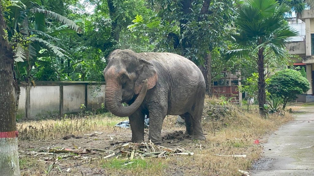 থানা হেফাজতে থাকা ফরিদপুরের সেই হাতি আদালতের নির্দেশে ফিরছে মালিকের কাছে