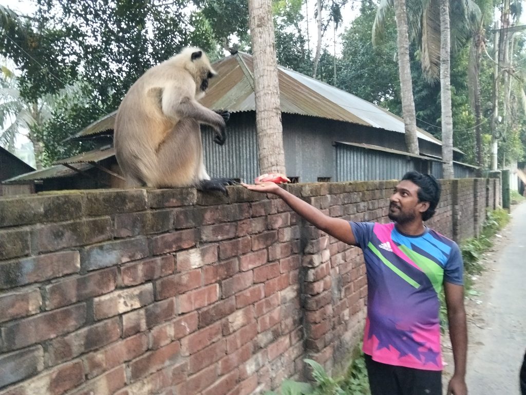 ফরিদপুরের লোকালয়ে দলছুট হনুমান, দেখতে উৎসুক জনতার ভিড়