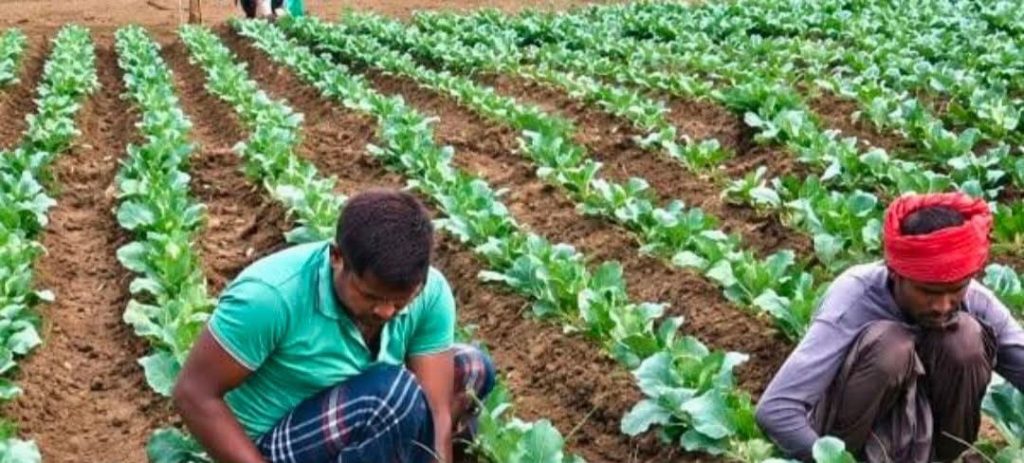ফরিদপুরে ​আগাম ফুলকপিতে লাভের স্বপ্ন, কৃষকের মুখে হাসি